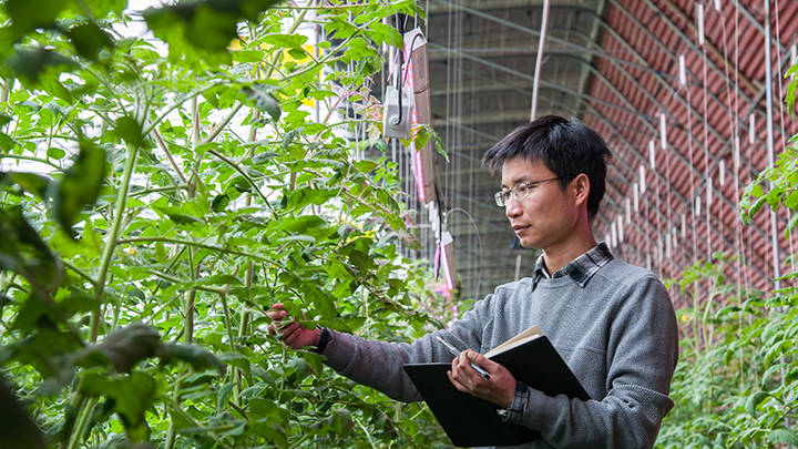 LED Grow Light In Solar Greenhouse Of Beijing Green Rich Farmers Base