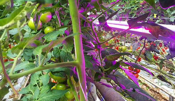 Grown In Greenhouse In Hungary--LED Grow Light