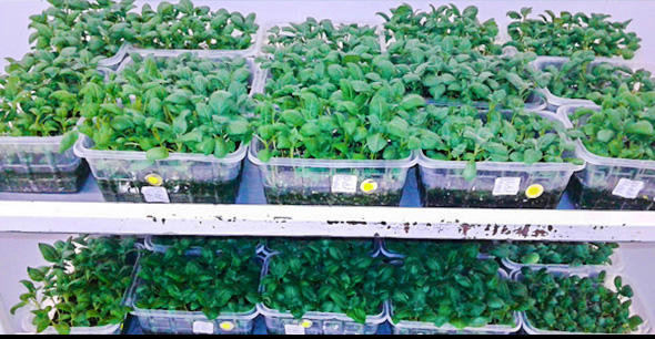 Tissue Culture Of South African Indoor Sweet Potato Leaves And Seedlings--T8 LED Tube Light